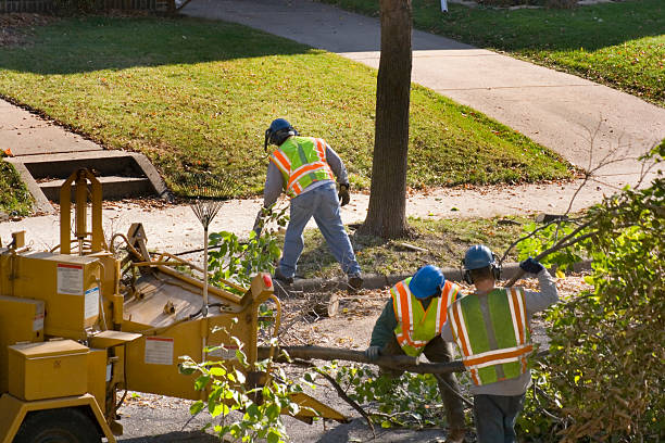 Best Tree Removal Near Me  in USA